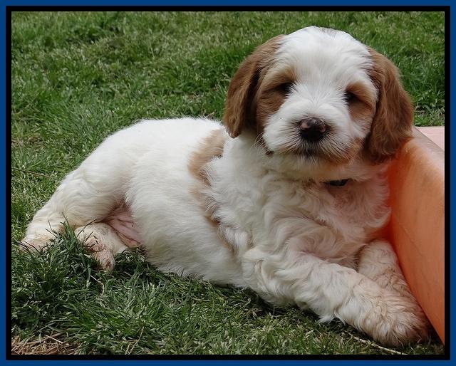 Dawn Rugby pups 6 wks old 121