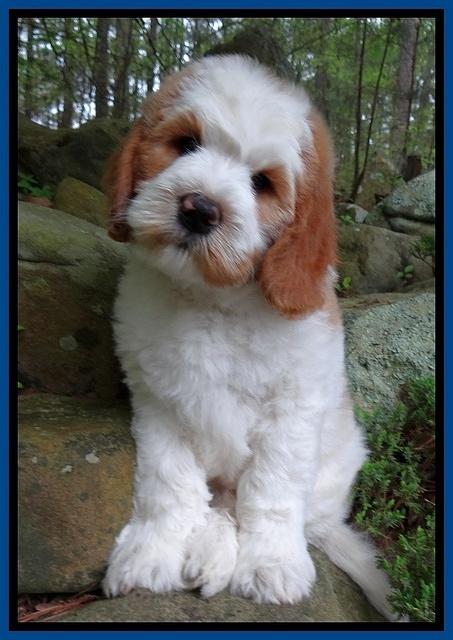 Dawn rugby pups 8 wks old3 1100