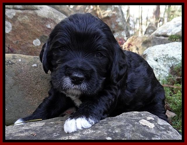 Dawn Rugby pups 3 wks old 111