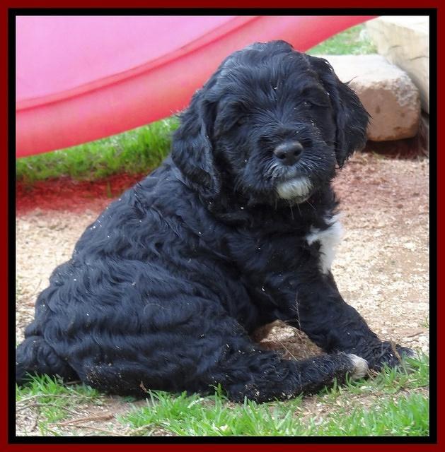 Dawn Rugby pups 5 wks old 181