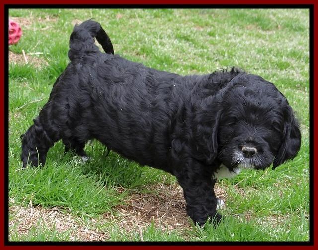 Dawn Rugby pups 5 wks old 221