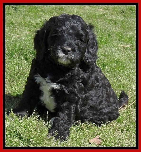 Dawn Rugby pups 6 wks old 151