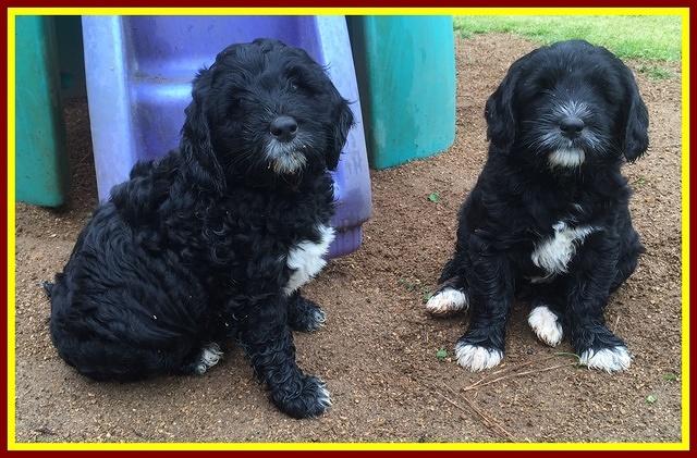 Dawn Rugby pups 7 wks old 34100