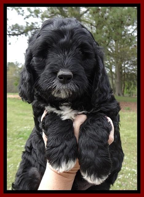 Dawn Rugby pups 7 wks old 81