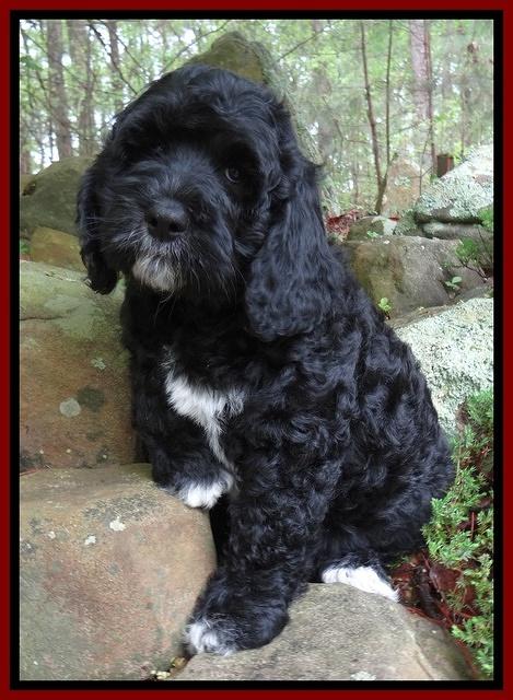 Dawn rugby pups 8 wks old5 200