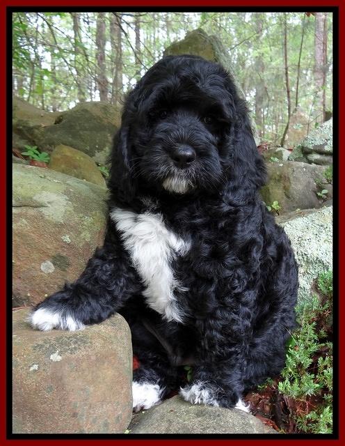 Dawn rugby pups 8 wks old6 200