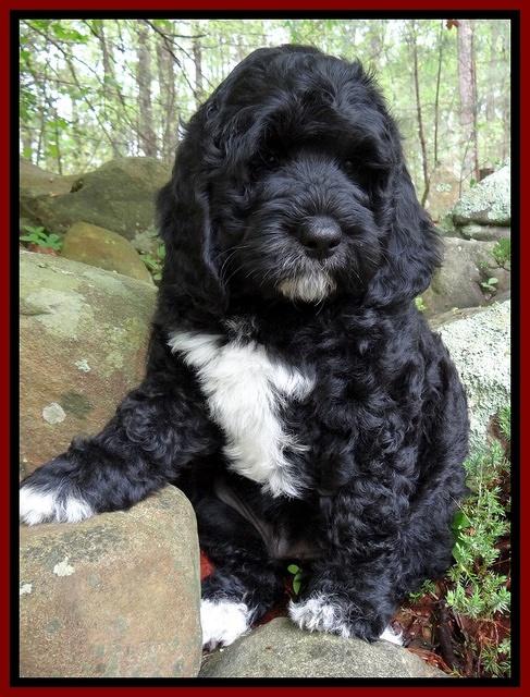 Dawn rugby pups 8 wks old7 200