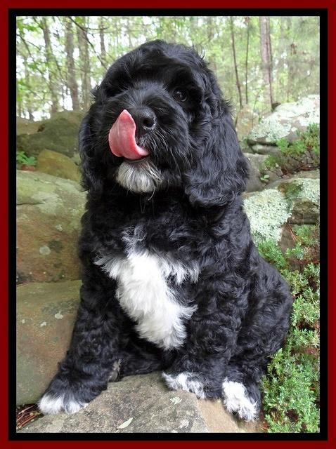 Dawn rugby pups 8 wks old8 200