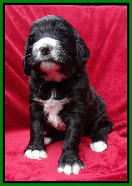 Dawn Rugby pups 4 wks old 121