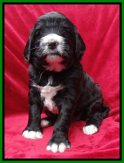 Dawn Rugby pups 4 wks old 131