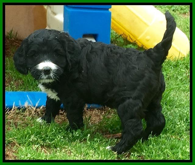 Dawn Rugby pups 5 wks old 251