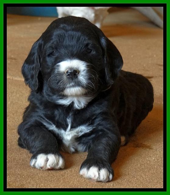 Dawn Rugby pups 5 wks old 261