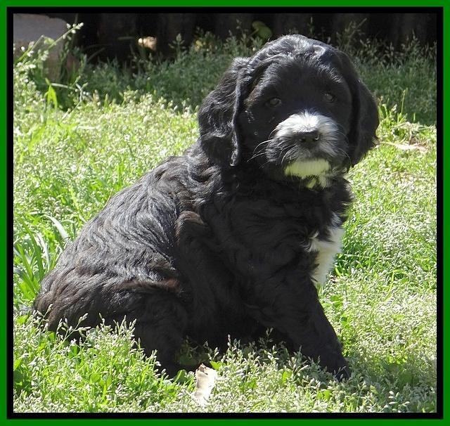 Dawn Rugby pups 6 wks old 181