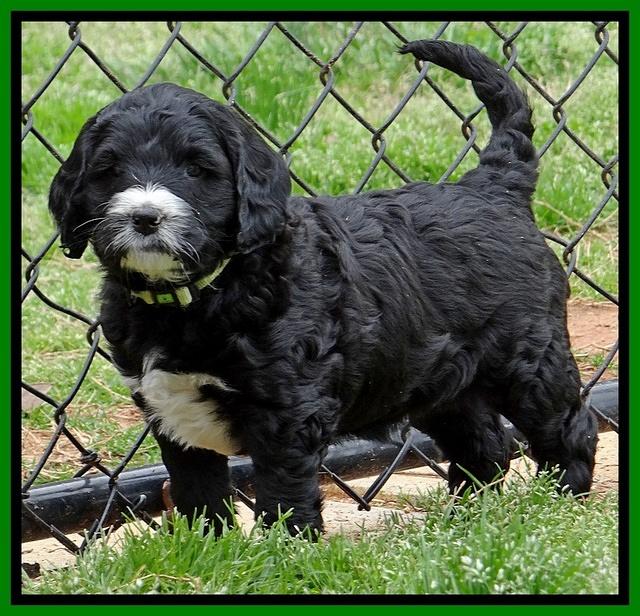 Dawn Rugby pups 6 wks old 231