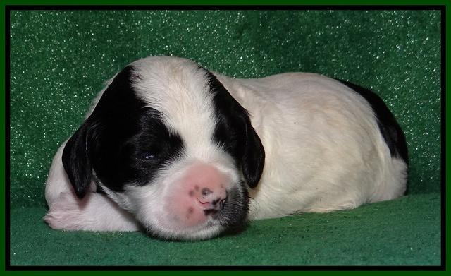 Dawn Rugby pups 2 wks old 141