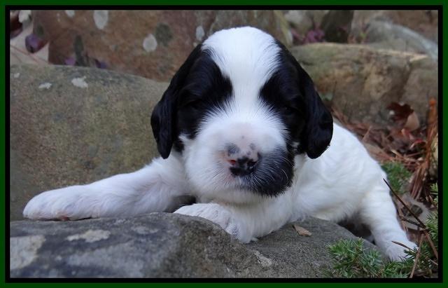 Dawn Rugby pups 3 wks old 161