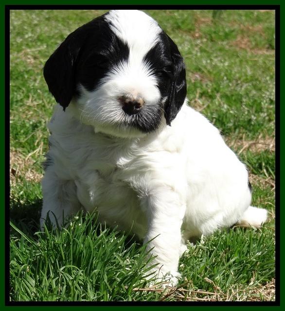 Dawn Rugby pups 5 wks old 301