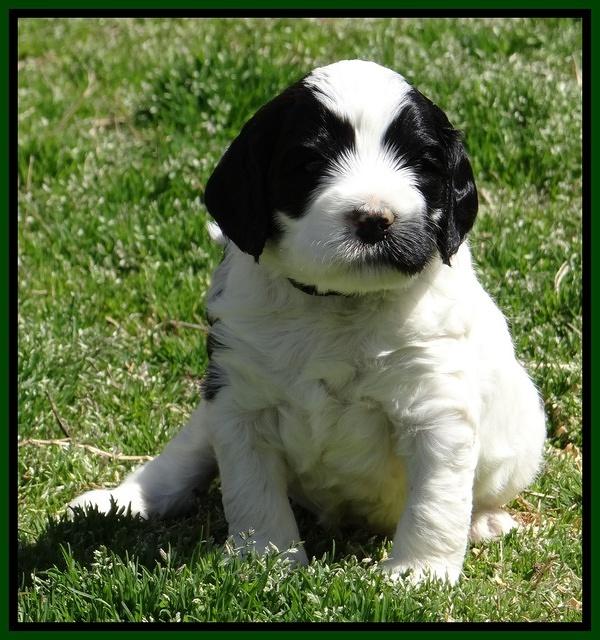 Dawn Rugby pups 5 wks old 321