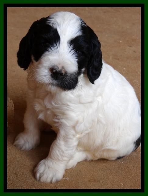 Dawn Rugby pups 5 wks old 341