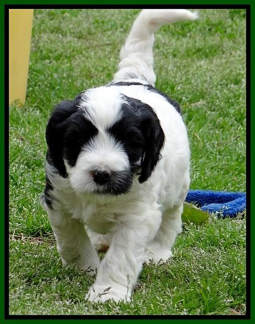 Dawn Rugby pups 6 wks old 251