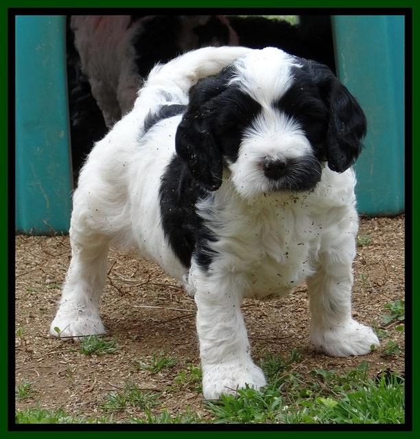 Dawn Rugby pups 6 wks old 261