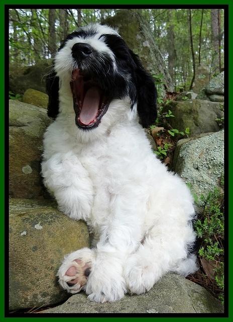 Dawn Rugby pups 8 wks old 101