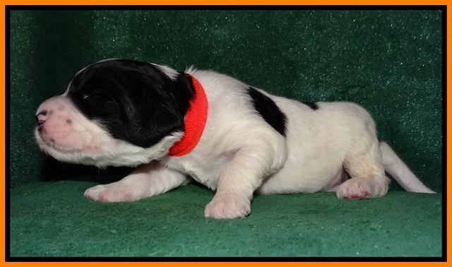 Dawn Rugby pups 2 wks old 251