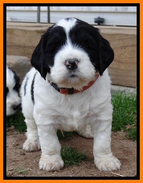 Dawn Rugby pups 5 wks old 361