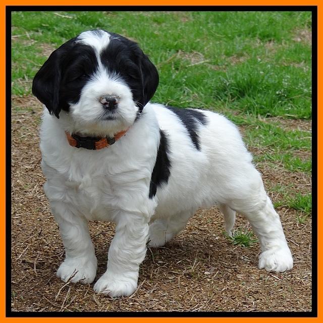 Dawn Rugby pups 5 wks old 381