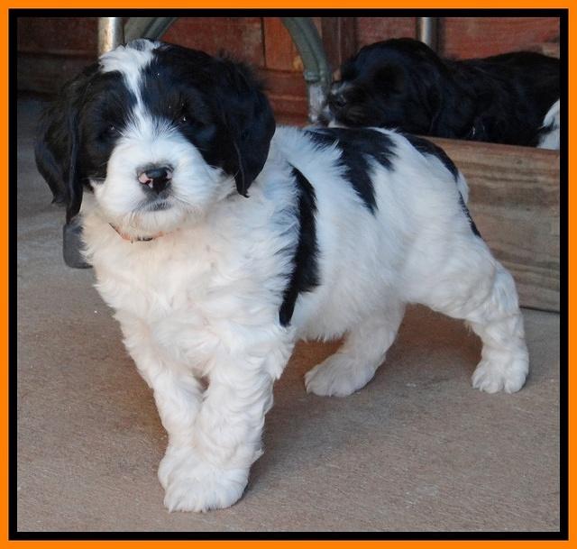 Dawn Rugby pups 6 wks old 301