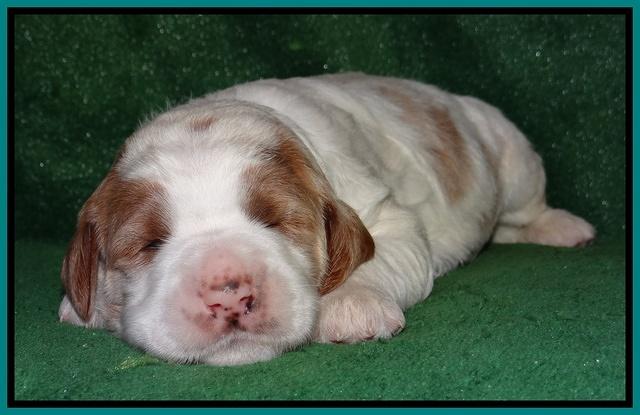 Dawn Rugby pups 2 wks old 151
