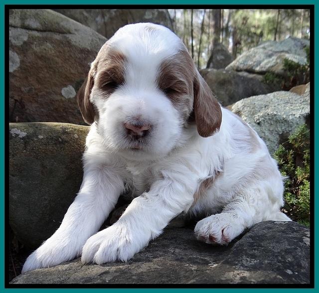 Dawn Rugby pups 3 wks old 221