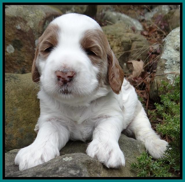 Dawn Rugby pups 3 wks old 231