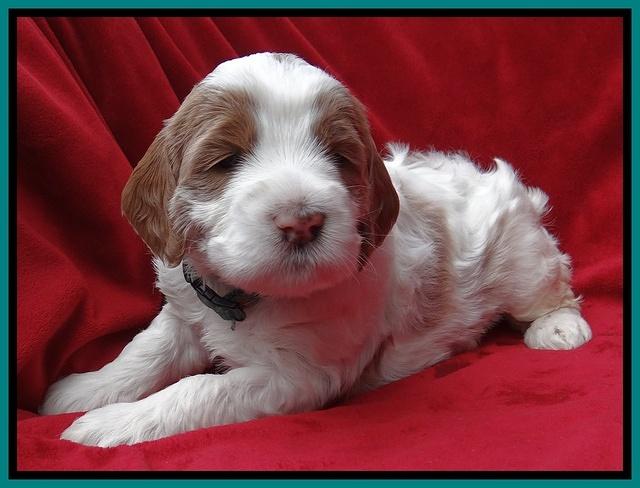 Dawn Rugby pups 4 wks old 221