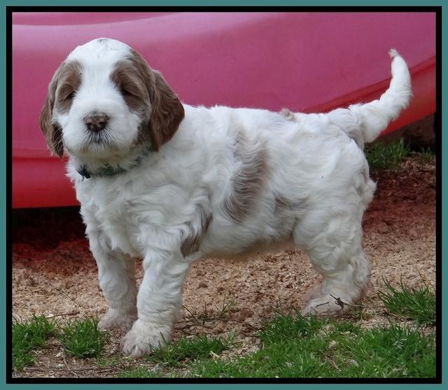 Dawn Rugby pups 5 wks old 421