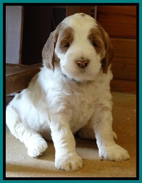 Dawn Rugby pups 5 wks old 441