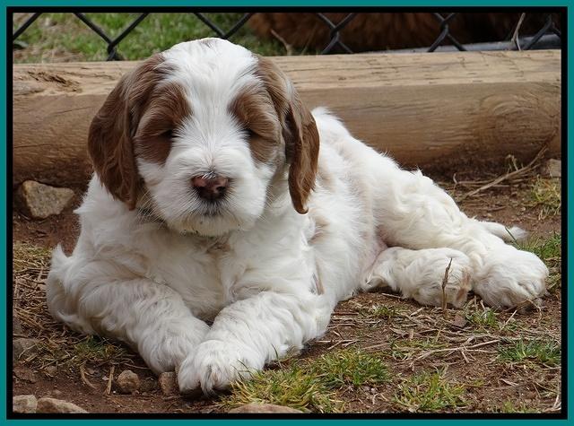 Dawn Rugby pups 6 wks old 351