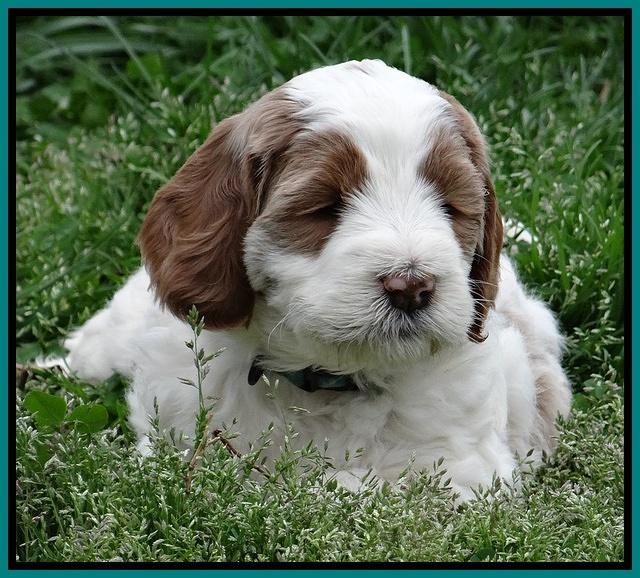 Dawn Rugby pups 6 wks old 361