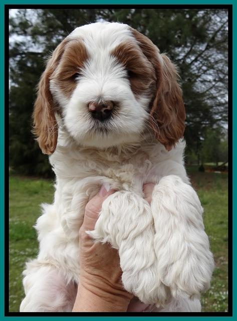 Dawn Rugby pups 7 wks old 171