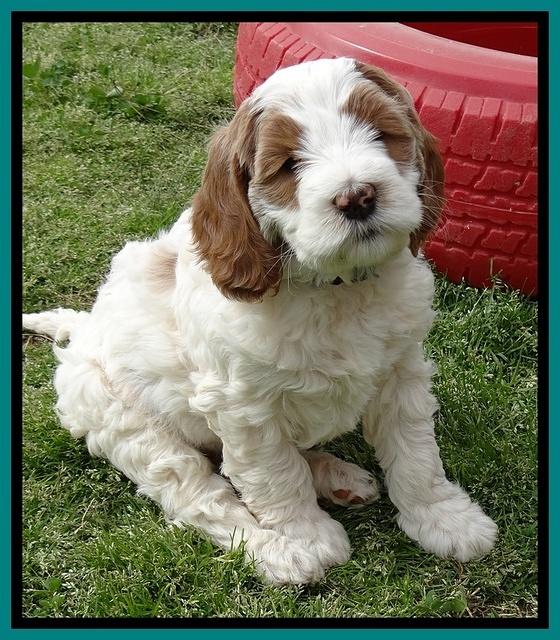 Dawn Rugby pups 7 wks old 181