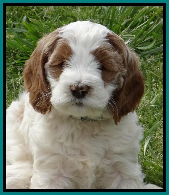 Dawn Rugby pups 7 wks old 191