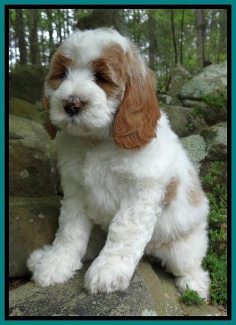 Dawn Rugby pups 8 wks old 131