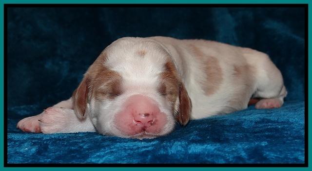 Dawn Rugby pups one week old 161