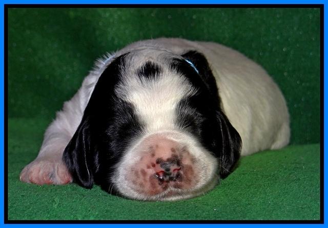 Dawn Rugby pups 2 wks old 221
