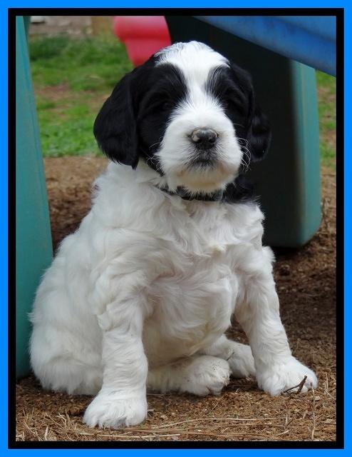 Dawn Rugby pups 5 wks old 481