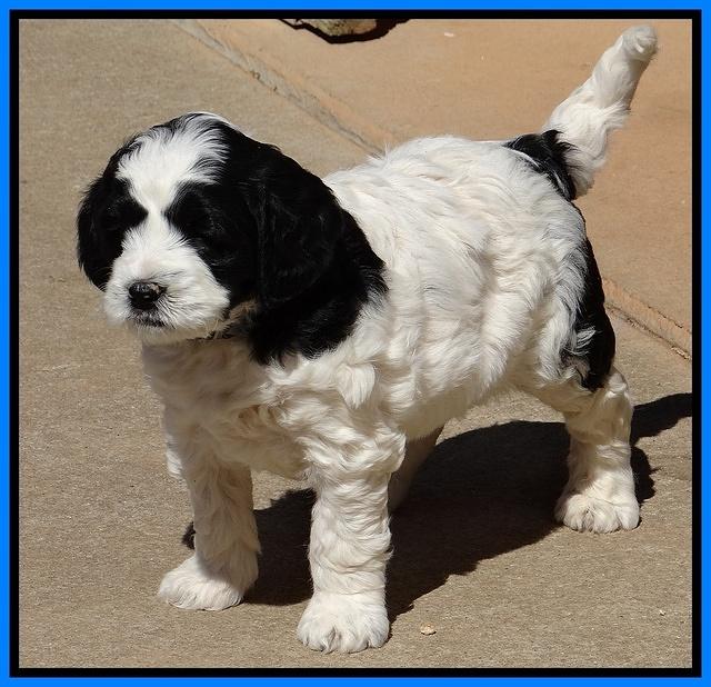 Dawn Rugby pups 6 wks old 381