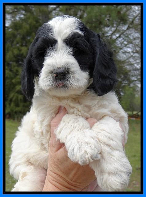 Dawn Rugby pups 7 wks old 201