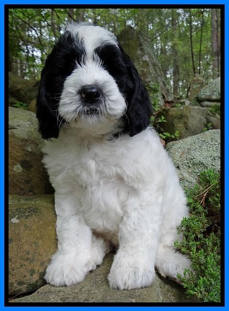 Dawn Rugby pups 8 wks old 211