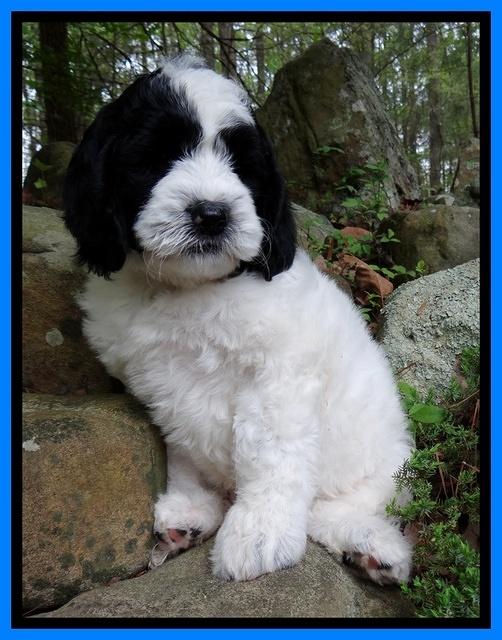 Dawn Rugby pups 8 wks old 231