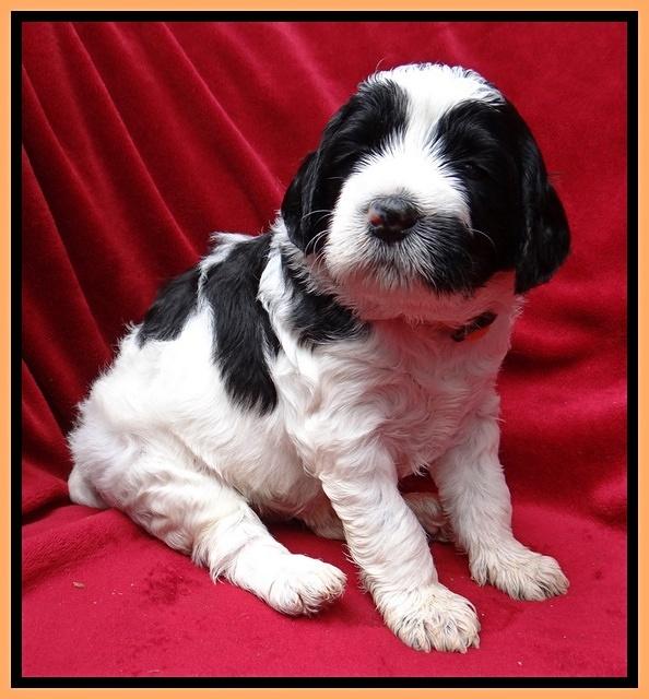 Dawn Rugby pups 4 wks old 261